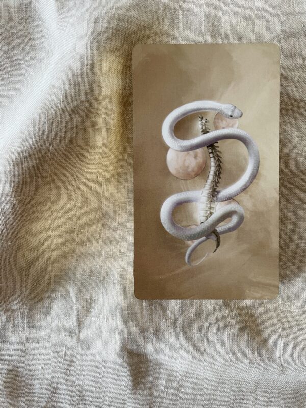 Bone Codes oracle deck and instructional guide - Ash Stinson
