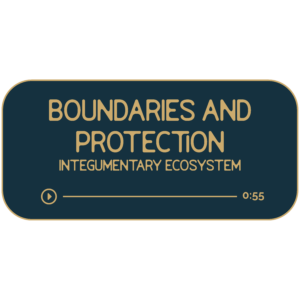 Dark navy rectangle with tan outline and text. Title reads: Boundaries and Protection. Sub title reads: Integumentary Ecosystem. Beneath is a hand-drawn divider to look like a progress bar for a music track. It indicates that the recording is 55-minutes long.