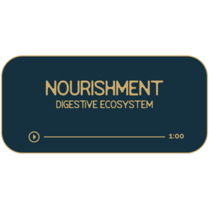 Dark navy rectangle with tan outline and text. Title reads: Nourishment. Sub title reads: Digestive Ecosystem. Beneath is a hand-drawn divider to look like a progress bar for a music track. It indicates that the recording is 60-minutes long.
