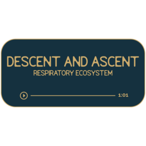 Dark navy rectangle with tan outline and text. Title reads: Descent and Ascent. Sub title reads: Respiratory Ecosystem. Beneath is a hand-drawn divider to look like a progress bar for a music track. It indicates that the recording is 61-minutes long.